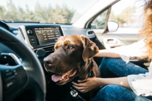 Comment transporter son animal en toute sécurité Comment transporter son animal en toute sécurité